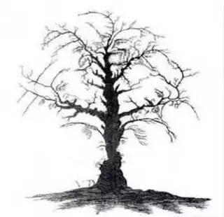 一棵樹(shù)引發(fā)的深思